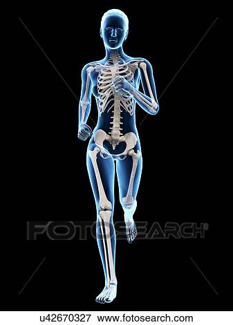 Skeletal system of a runner, illustration View Large Illustration Stock Illustration - Skeletal system of a runner, illustration. Fotosearch