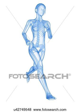 Skeletal system of a runner, illustration View Large Illustration Stock Illustration - Skeletal system of a runner, illustration. Fotosearch