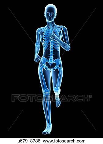 Stock Illustration - Skeletal system of a runner, illustration. Fotosearch