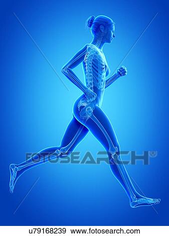 Skeletal system of a runner, illustration View Large Illustration Stock Illustration - Skeletal system of a runner, illustration. Fotosearch