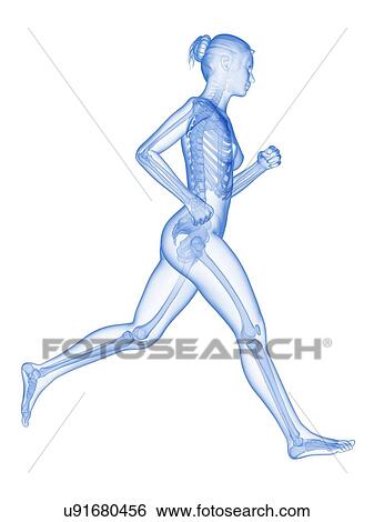 Stock Illustration - Skeletal system of a runner, illustration. Fotosearch