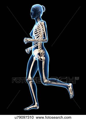 Clipart - Skeletal system of runner, illustration. Fotosearch