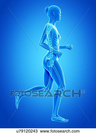 Skeletal system of runner, illustration View Large Illustration Drawing - Skeletal system of runner, illustration. Fotosearch