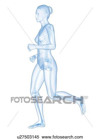 Skeletal system of runner, illustration View Large Illustration Stock Illustration - Skeletal system of runner, illustration. Fotosearch