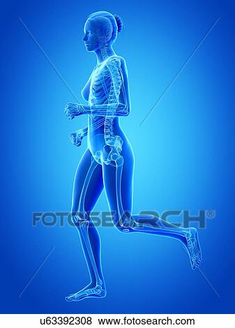 Stock Illustration - Skeletal system of runner, illustration. Fotosearch