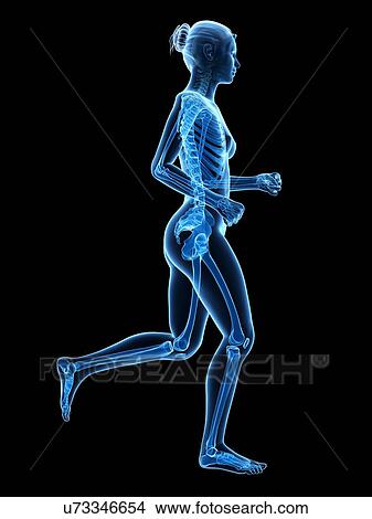 Skeletal system of runner, illustration View Large Illustration Stock Illustration - Skeletal system of runner, illustration. Fotosearch