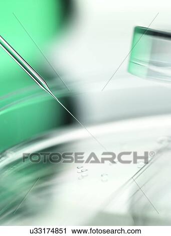 Stem Cell Research View Large Photo Image Stock Image - Stem Cell Research. Fotosearch