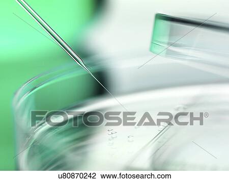 Stock Image - Stem Cell Research. Fotosearch