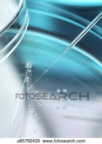 Stem Cell Research View Large Photo Image Stock Photography - Stem Cell Research. Fotosearch