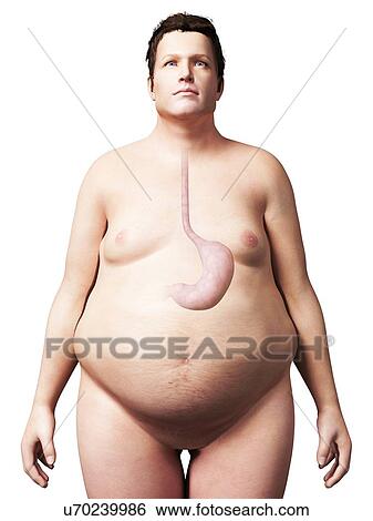 Stomach of overweight man, illustration View Large Illustration Stock Illustration - Stomach of overweight man, illustration. Fotosearch