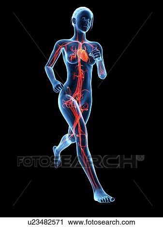 Clip Art - Vascular system of a runner, illustration. Fotosearch