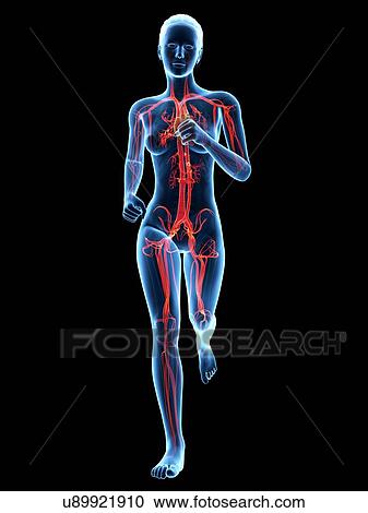 Vascular system of a runner, illustration View Large Illustration Clipart - Vascular system of a runner, illustration. Fotosearch