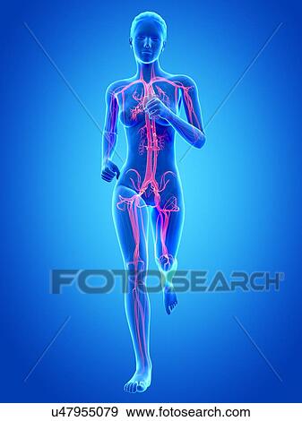 Vascular system of a runner, illustration View Large Illustration Stock Illustration - Vascular system of a runner, illustration. Fotosearch