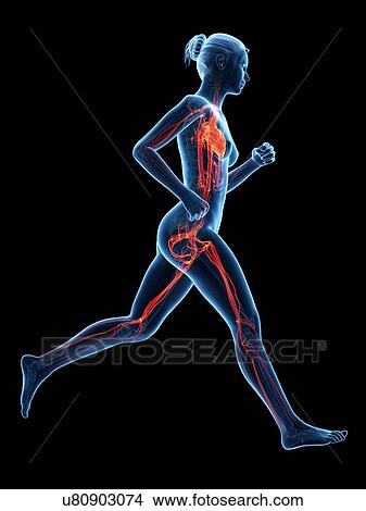 Vascular system of a runner, illustration View Large Illustration Stock Illustration - Vascular system of a runner, illustration. Fotosearch