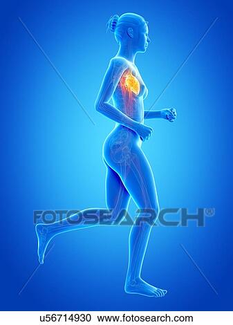 Clipart - Vascular system of runner, illustration. Fotosearch