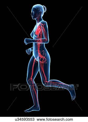 Vascular system of runner, illustration View Large Illustration Drawing - Vascular system of runner, illustration. Fotosearch
