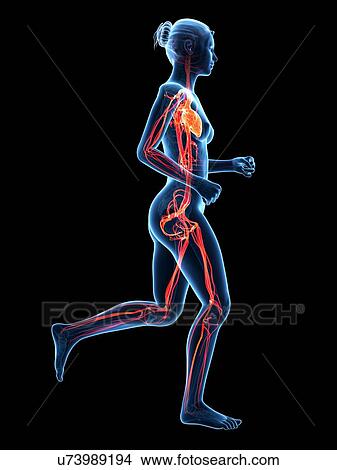 Vascular system of runner, illustration View Large Illustration Stock Illustration - Vascular system of runner, illustration. Fotosearch