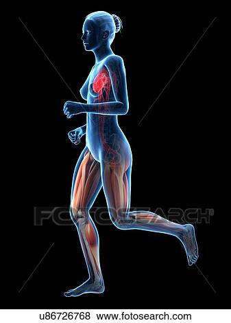 Stock Illustration - Vascular system of runner, illustration. Fotosearch
