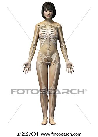 女性 骨格システム イラスト クリップアート U Fotosearch