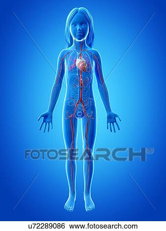 心臓血管のシステム の 女の子 イラスト U7286 Fotosearch