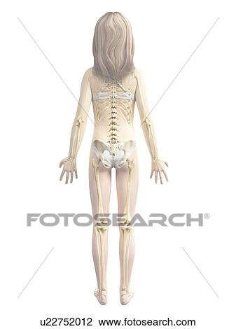 骨格システム の 女の子 イラスト スケッチ U Fotosearch