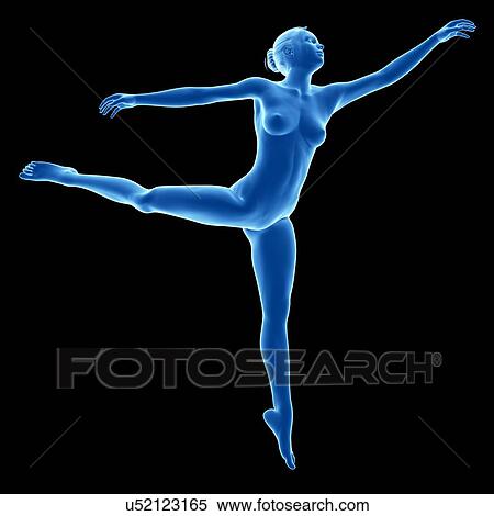 Stock Illustration - Anatomy of female dancer, illustration. Fotosearch