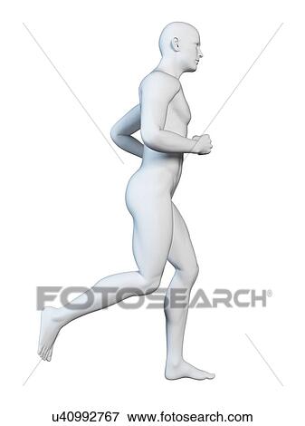 Anatomy of runner, illustration View Large Illustration Stock Illustration - Anatomy of runner, illustration. Fotosearch