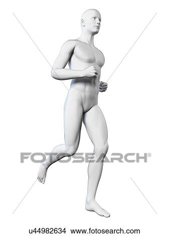 Anatomy of runner, illustration View Large Illustration Stock Illustration - Anatomy of runner, illustration. Fotosearch