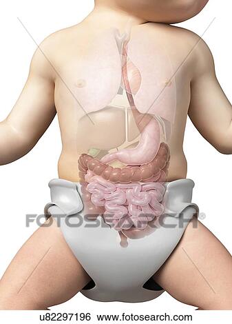 Baby's digestive system, illustration View Large Illustration Stock Illustration - Baby's digestive system, illustration. Fotosearch