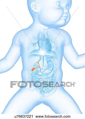 Baby's gall bladder, illustration View Large Illustration Clip Art - Baby's gall bladder, illustration. Fotosearch