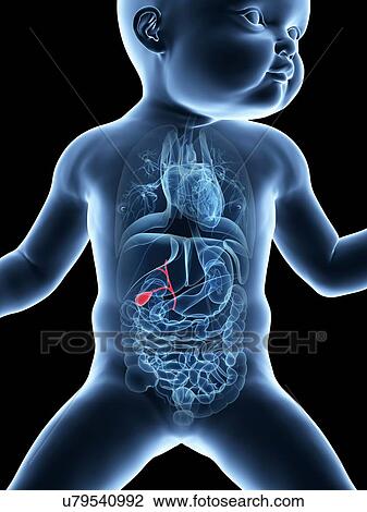 Drawing - Baby's gall bladder, illustration. Fotosearch