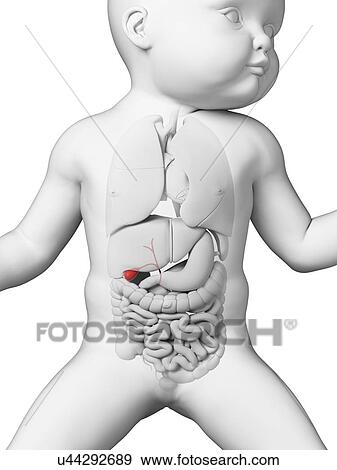 Baby's gall bladder, illustration View Large Illustration Stock Illustration - Baby's gall bladder, illustration. Fotosearch