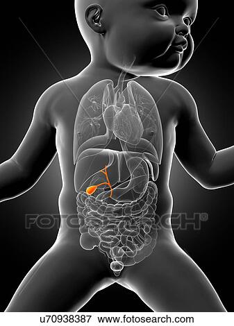 Stock Illustration - Baby's gall bladder, illustration. Fotosearch