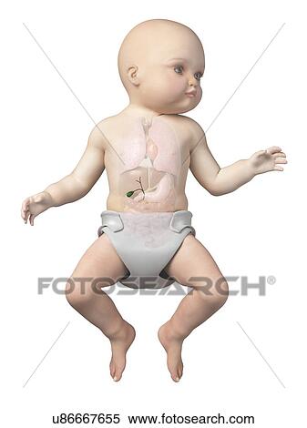 Baby's gall bladder, illustration View Large Illustration Stock Illustration - Baby's gall bladder, illustration. Fotosearch