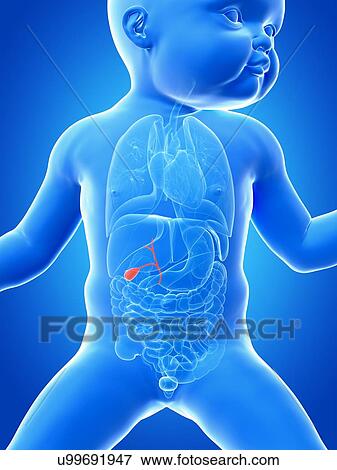 Baby's gall bladder, illustration View Large Illustration Stock Illustration - Baby's gall bladder, illustration. Fotosearch