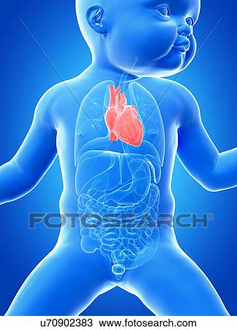 Baby's heart, illustration View Large Illustration Drawing - Baby's heart, illustration. Fotosearch