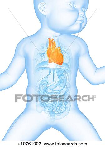 Stock Illustration - Baby's heart, illustration. Fotosearch