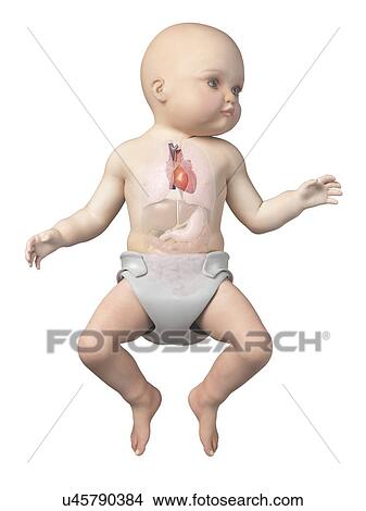 Baby's heart, illustration View Large Illustration Stock Illustration - Baby's heart, illustration. Fotosearch