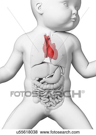 Stock Illustration - Baby's heart, illustration. Fotosearch