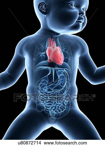 Stock Illustration - Baby's heart, illustration. Fotosearch