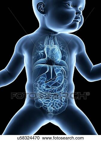 Clipart - Baby's internal organs, illustration. Fotosearch