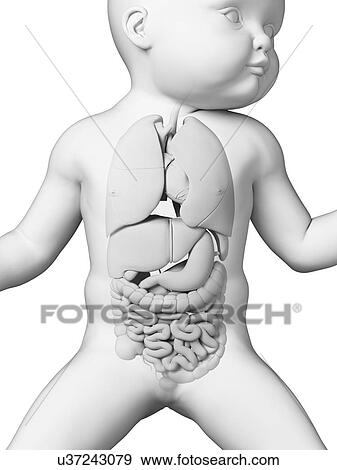 Stock Illustration - Baby's internal organs, illustration. Fotosearch