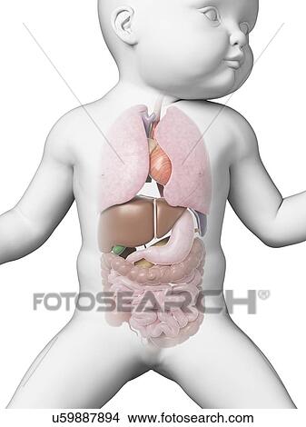 Baby's internal organs, illustration View Large Illustration Stock Illustration - Baby's internal organs, illustration. Fotosearch