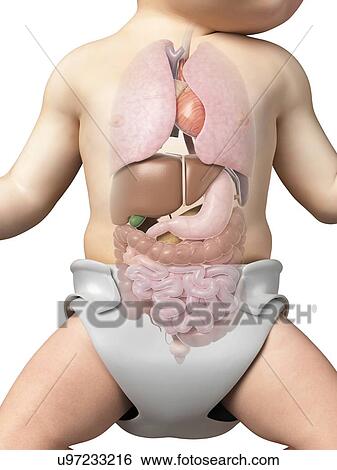 Stock Illustration - Baby's internal organs, illustration. Fotosearch