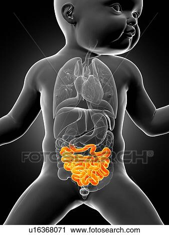 Clip Art - Baby's intestine, illustration. Fotosearch