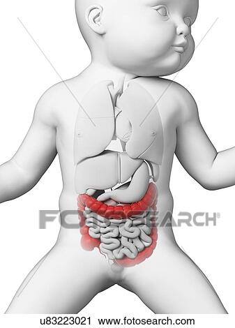 Baby's intestine, illustration View Large Illustration Clip Art - Baby's intestine, illustration. Fotosearch