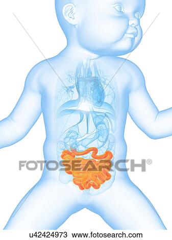 Drawing - Baby's intestine, illustration. Fotosearch
