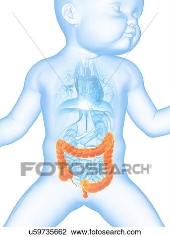 Baby's intestine, illustration View Large Illustration Drawing - Baby's intestine, illustration. Fotosearch