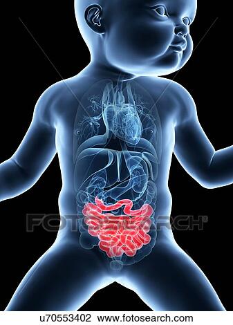 Drawing - Baby's intestine, illustration. Fotosearch