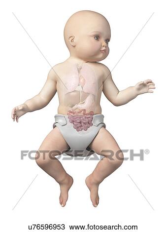 Drawing - Baby's intestine, illustration. Fotosearch